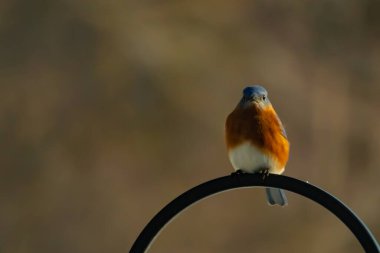 Canlı bir Doğu Mavi Kuş, siyah metal bir halkanın üzerine tünemiş, mavi kafası ve turuncu göğsü yumuşak, bulanık bir arkaplan ile çelişiyor. Büyüleyici bir vahşi yaşam portresi..