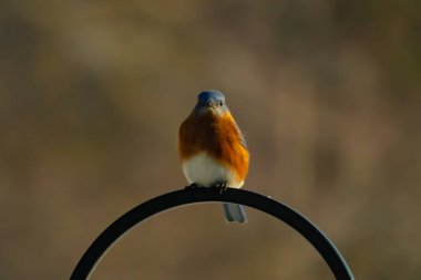 Canlı bir Doğu Mavi Kuş, siyah metal bir halkanın üzerine tünemiş, mavi kafası ve turuncu göğsü yumuşak, bulanık bir arkaplan ile çelişiyor. Büyüleyici bir vahşi yaşam portresi..