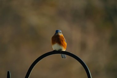 Canlı bir Doğu Mavi Kuş, siyah metal bir halkanın üzerine tünemiş, mavi kafası ve turuncu göğsü yumuşak, bulanık bir arkaplan ile çelişiyor. Büyüleyici bir vahşi yaşam portresi..