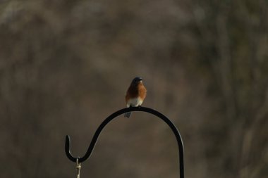 Canlı bir Doğu Mavi Kuş, siyah metal bir halkanın üzerine tünemiş, mavi kafası ve turuncu göğsü yumuşak, bulanık bir arkaplan ile çelişiyor. Büyüleyici bir vahşi yaşam portresi..