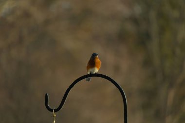 Canlı bir Doğu Mavi Kuş, siyah metal bir halkanın üzerine tünemiş, mavi kafası ve turuncu göğsü yumuşak, bulanık bir arkaplan ile çelişiyor. Büyüleyici bir vahşi yaşam portresi..