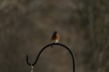 Canlı bir Doğu Mavi Kuş, siyah metal bir halkanın üzerine tünemiş, mavi kafası ve turuncu göğsü yumuşak, bulanık bir arkaplan ile çelişiyor. Büyüleyici bir vahşi yaşam portresi..