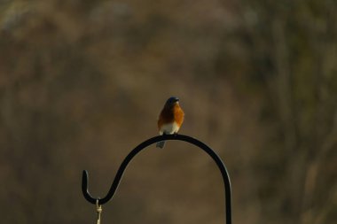 Canlı bir Doğu Mavi Kuş, siyah metal bir halkanın üzerine tünemiş, mavi kafası ve turuncu göğsü yumuşak, bulanık bir arkaplan ile çelişiyor. Büyüleyici bir vahşi yaşam portresi..