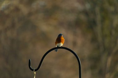Canlı bir Doğu Mavi Kuş, siyah metal bir halkanın üzerine tünemiş, mavi kafası ve turuncu göğsü yumuşak, bulanık bir arkaplan ile çelişiyor. Büyüleyici bir vahşi yaşam portresi..