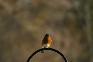 Canlı bir Doğu Mavi Kuş, siyah metal bir halkanın üzerine tünemiş, mavi kafası ve turuncu göğsü yumuşak, bulanık bir arkaplan ile çelişiyor. Büyüleyici bir vahşi yaşam portresi..