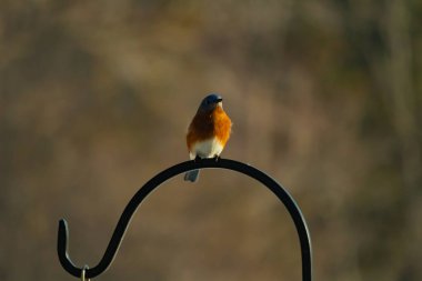 Canlı bir Doğu Mavi Kuş, siyah metal bir halkanın üzerine tünemiş, mavi kafası ve turuncu göğsü yumuşak, bulanık bir arkaplan ile çelişiyor. Büyüleyici bir vahşi yaşam portresi..