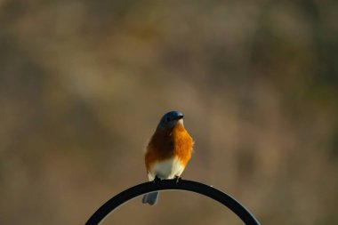 Canlı bir Doğu Mavi Kuş, siyah metal bir halkanın üzerine tünemiş, mavi kafası ve turuncu göğsü yumuşak, bulanık bir arkaplan ile çelişiyor. Büyüleyici bir vahşi yaşam portresi..