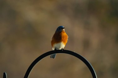 Canlı bir Doğu Mavi Kuş, siyah metal bir halkanın üzerine tünemiş, mavi kafası ve turuncu göğsü yumuşak, bulanık bir arkaplan ile çelişiyor. Büyüleyici bir vahşi yaşam portresi..