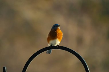 Canlı bir Doğu Mavi Kuş, siyah metal bir halkanın üzerine tünemiş, mavi kafası ve turuncu göğsü yumuşak, bulanık bir arkaplan ile çelişiyor. Büyüleyici bir vahşi yaşam portresi..