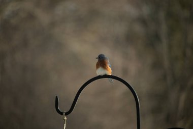 Canlı bir Doğu Mavi Kuş, siyah metal bir halkanın üzerine tünemiş, mavi kafası ve turuncu göğsü yumuşak, bulanık bir arkaplan ile çelişiyor. Büyüleyici bir vahşi yaşam portresi..