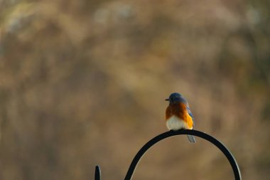 Canlı bir Doğu Mavi Kuş, siyah metal bir halkanın üzerine tünemiş, mavi kafası ve turuncu göğsü yumuşak, bulanık bir arkaplan ile çelişiyor. Büyüleyici bir vahşi yaşam portresi..