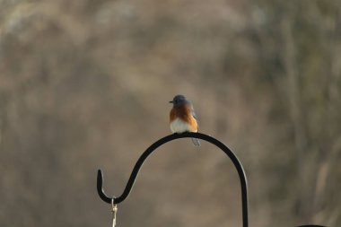 Canlı bir Doğu Mavi Kuş, siyah metal bir halkanın üzerine tünemiş, mavi kafası ve turuncu göğsü yumuşak, bulanık bir arkaplan ile çelişiyor. Büyüleyici bir vahşi yaşam portresi..