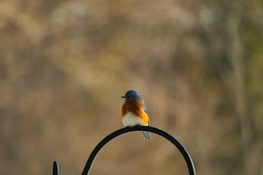 Canlı bir Doğu Mavi Kuş, siyah metal bir halkanın üzerine tünemiş, mavi kafası ve turuncu göğsü yumuşak, bulanık bir arkaplan ile çelişiyor. Büyüleyici bir vahşi yaşam portresi..