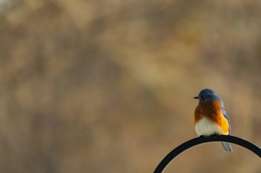 Canlı bir Doğu Mavi Kuş, siyah metal bir halkanın üzerine tünemiş, mavi kafası ve turuncu göğsü yumuşak, bulanık bir arkaplan ile çelişiyor. Büyüleyici bir vahşi yaşam portresi..