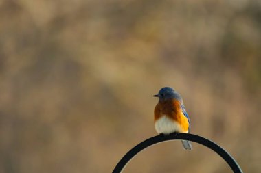 Canlı bir Doğu Mavi Kuş, siyah metal bir halkanın üzerine tünemiş, mavi kafası ve turuncu göğsü yumuşak, bulanık bir arkaplan ile çelişiyor. Büyüleyici bir vahşi yaşam portresi..