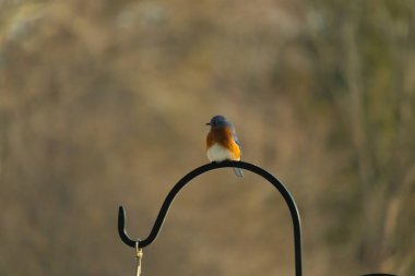 Canlı bir Doğu Mavi Kuş, siyah metal bir halkanın üzerine tünemiş, mavi kafası ve turuncu göğsü yumuşak, bulanık bir arkaplan ile çelişiyor. Büyüleyici bir vahşi yaşam portresi..