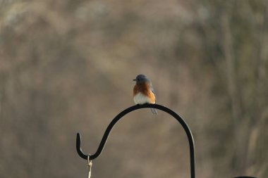 Canlı bir Doğu Mavi Kuş, siyah metal bir halkanın üzerine tünemiş, mavi kafası ve turuncu göğsü yumuşak, bulanık bir arkaplan ile çelişiyor. Büyüleyici bir vahşi yaşam portresi..
