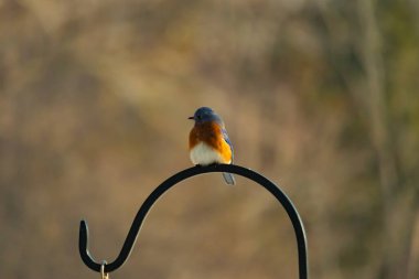 Canlı bir Doğu Mavi Kuş, siyah metal bir halkanın üzerine tünemiş, mavi kafası ve turuncu göğsü yumuşak, bulanık bir arkaplan ile çelişiyor. Büyüleyici bir vahşi yaşam portresi..