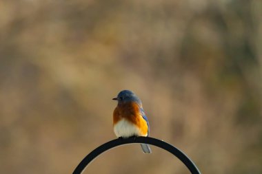 Canlı bir Doğu Mavi Kuş, siyah metal bir halkanın üzerine tünemiş, mavi kafası ve turuncu göğsü yumuşak, bulanık bir arkaplan ile çelişiyor. Büyüleyici bir vahşi yaşam portresi..