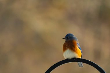 Canlı bir Doğu Mavi Kuş, siyah metal bir halkanın üzerine tünemiş, mavi kafası ve turuncu göğsü yumuşak, bulanık bir arkaplan ile çelişiyor. Büyüleyici bir vahşi yaşam portresi..