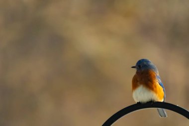 Canlı bir Doğu Mavi Kuş, siyah metal bir halkanın üzerine tünemiş, mavi kafası ve turuncu göğsü yumuşak, bulanık bir arkaplan ile çelişiyor. Büyüleyici bir vahşi yaşam portresi..
