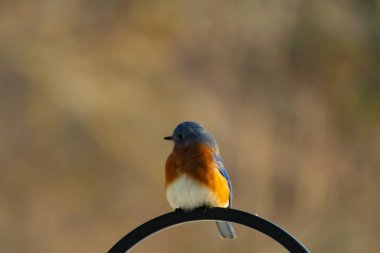 Canlı bir Doğu Mavi Kuş, siyah metal bir halkanın üzerine tünemiş, mavi kafası ve turuncu göğsü yumuşak, bulanık bir arkaplan ile çelişiyor. Büyüleyici bir vahşi yaşam portresi..