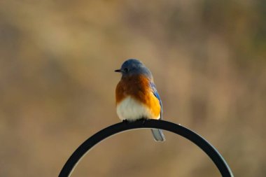 Canlı bir Doğu Mavi Kuş, siyah metal bir halkanın üzerine tünemiş, mavi kafası ve turuncu göğsü yumuşak, bulanık bir arkaplan ile çelişiyor. Büyüleyici bir vahşi yaşam portresi..