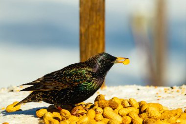 Avrupa Sığırcığı, karlı yüzeyde, bir yığın yer fıstığının arasında, yer fıstığını gagalıyor. Beyaz kar ve sarı fındıklara karşı koyan parlak yeşil ve mor tüylü siyah tüyler. Vahşi yaşam kapanıyor.