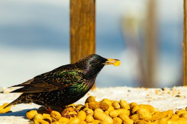 Avrupa Sığırcığı, karlı yüzeyde, bir yığın yer fıstığının arasında, yer fıstığını gagalıyor. Beyaz kar ve sarı fındıklara karşı koyan parlak yeşil ve mor tüylü siyah tüyler. Vahşi yaşam kapanıyor.