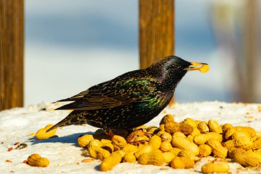 Avrupa Sığırcığı, karlı yüzeyde, bir yığın yer fıstığının arasında, yer fıstığını gagalıyor. Beyaz kar ve sarı fındıklara karşı koyan parlak yeşil ve mor tüylü siyah tüyler. Vahşi yaşam kapanıyor.