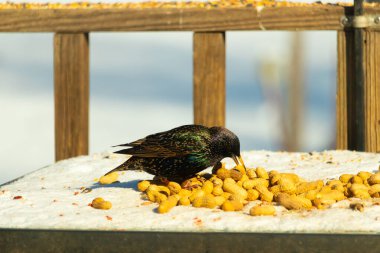 Avrupa Sığırcığı, karlı yüzeyde, bir yığın yer fıstığının arasında, yer fıstığını gagalıyor. Beyaz kar ve sarı fındıklara karşı koyan parlak yeşil ve mor tüylü siyah tüyler. Vahşi yaşam kapanıyor.