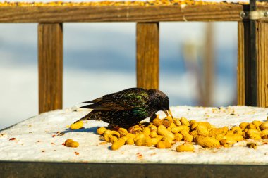 Avrupa Sığırcığı, karlı yüzeyde, bir yığın yer fıstığının arasında, yer fıstığını gagalıyor. Beyaz kar ve sarı fındıklara karşı koyan parlak yeşil ve mor tüylü siyah tüyler. Vahşi yaşam kapanıyor.