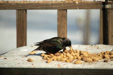 Avrupa Sığırcığı, karlı yüzeyde, bir yığın yer fıstığının arasında, yer fıstığını gagalıyor. Beyaz kar ve sarı fındıklara karşı koyan parlak yeşil ve mor tüylü siyah tüyler. Vahşi yaşam kapanıyor.