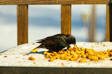 Avrupa Sığırcığı, karlı yüzeyde, bir yığın yer fıstığının arasında, yer fıstığını gagalıyor. Beyaz kar ve sarı fındıklara karşı koyan parlak yeşil ve mor tüylü siyah tüyler. Vahşi yaşam kapanıyor.