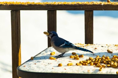 Canlı bir mavi karga karın üzerinde duruyor, gagasında bir fıstık tutuyor. Parlak mavi tüyleri beyaz arka planla çelişiyor ve çarpıcı bir vahşi yaşam görüntüsü yaratıyor..