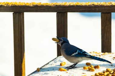 Canlı bir mavi karga karın üzerinde duruyor, gagasında bir fıstık tutuyor. Parlak mavi tüyleri beyaz arka planla çelişiyor ve çarpıcı bir vahşi yaşam görüntüsü yaratıyor..