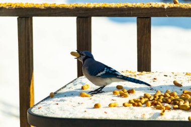Canlı bir mavi karga karın üzerinde duruyor, gagasında bir fıstık tutuyor. Parlak mavi tüyleri beyaz arka planla çelişiyor ve çarpıcı bir vahşi yaşam görüntüsü yaratıyor..
