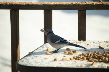 Canlı bir mavi karga karın üzerinde duruyor, gagasında bir fıstık tutuyor. Parlak mavi tüyleri beyaz arka planla çelişiyor ve çarpıcı bir vahşi yaşam görüntüsü yaratıyor..