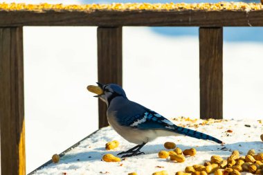 Canlı bir mavi karga karın üzerinde duruyor, gagasında bir fıstık tutuyor. Parlak mavi tüyleri beyaz arka planla çelişiyor ve çarpıcı bir vahşi yaşam görüntüsü yaratıyor..