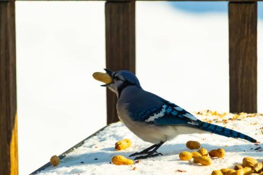 Canlı bir mavi karga karın üzerinde duruyor, gagasında bir fıstık tutuyor. Parlak mavi tüyleri beyaz arka planla çelişiyor ve çarpıcı bir vahşi yaşam görüntüsü yaratıyor..