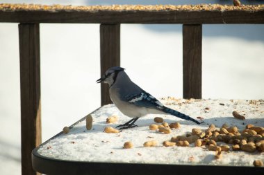 Mavi alakarga kuşu, dağınık yerfıstıklarının arasında, karlı bir yüzeyde duruyor. Detaylı mavi ve beyaz tüyleri kar ve koyu arkaplanla çelişiyor. Vahşi yaşam sahnesi.