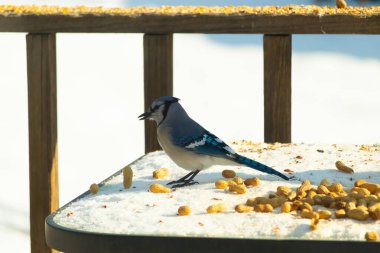 Mavi alakarga kuşu, dağınık yerfıstıklarının arasında, karlı bir yüzeyde duruyor. Detaylı mavi ve beyaz tüyleri kar ve koyu arkaplanla çelişiyor. Vahşi yaşam sahnesi.