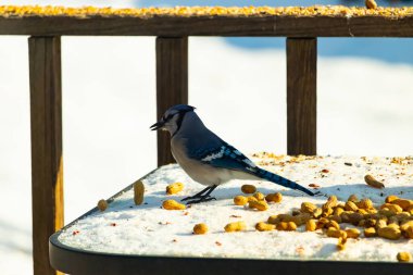 Mavi alakarga kuşu, dağınık yerfıstıklarının arasında, karlı bir yüzeyde duruyor. Detaylı mavi ve beyaz tüyleri kar ve koyu arkaplanla çelişiyor. Vahşi yaşam sahnesi.