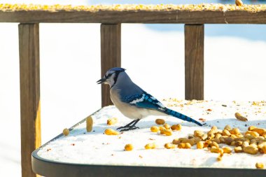 Mavi alakarga kuşu, dağınık yerfıstıklarının arasında, karlı bir yüzeyde duruyor. Detaylı mavi ve beyaz tüyleri kar ve koyu arkaplanla çelişiyor. Vahşi yaşam sahnesi.