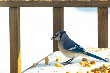 Mavi alakarga kuşu, dağınık yerfıstıklarının arasında, karlı bir yüzeyde duruyor. Detaylı mavi ve beyaz tüyleri kar ve koyu arkaplanla çelişiyor. Vahşi yaşam sahnesi.