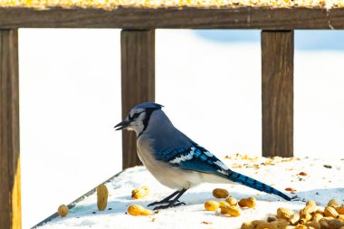Mavi alakarga kuşu, dağınık yerfıstıklarının arasında, karlı bir yüzeyde duruyor. Detaylı mavi ve beyaz tüyleri kar ve koyu arkaplanla çelişiyor. Vahşi yaşam sahnesi.