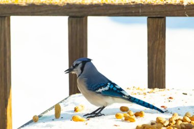 Mavi alakarga kuşu, dağınık yerfıstıklarının arasında, karlı bir yüzeyde duruyor. Detaylı mavi ve beyaz tüyleri kar ve koyu arkaplanla çelişiyor. Vahşi yaşam sahnesi.