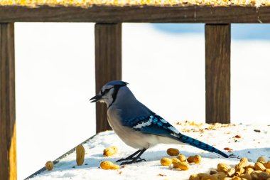 Mavi alakarga kuşu, dağınık yerfıstıklarının arasında, karlı bir yüzeyde duruyor. Detaylı mavi ve beyaz tüyleri kar ve koyu arkaplanla çelişiyor. Vahşi yaşam sahnesi.