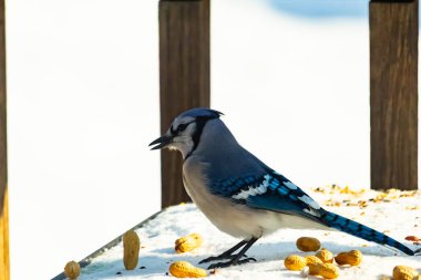 Mavi alakarga kuşu, dağınık yerfıstıklarının arasında, karlı bir yüzeyde duruyor. Detaylı mavi ve beyaz tüyleri kar ve koyu arkaplanla çelişiyor. Vahşi yaşam sahnesi.