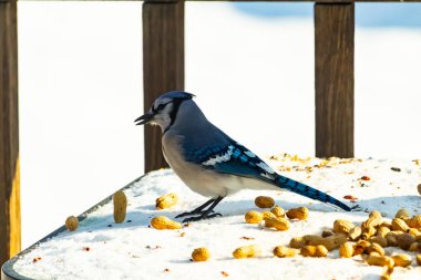 Mavi alakarga kuşu, dağınık yerfıstıklarının arasında, karlı bir yüzeyde duruyor. Detaylı mavi ve beyaz tüyleri kar ve koyu arkaplanla çelişiyor. Vahşi yaşam sahnesi.